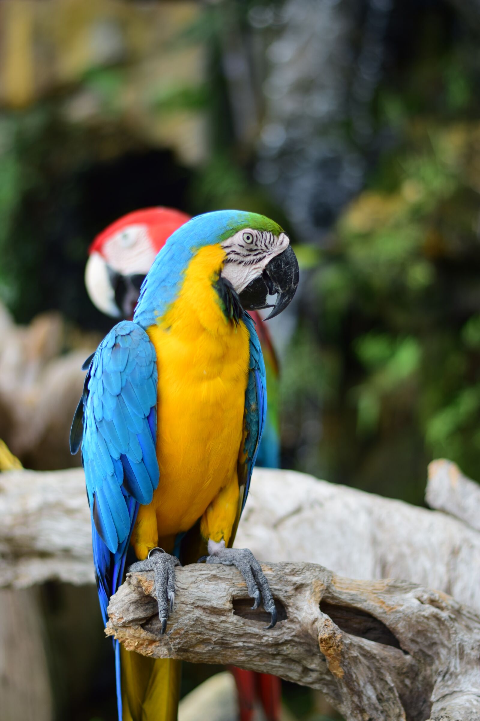 Nikon D5300 sample photo. Macow, bird, parrot photography