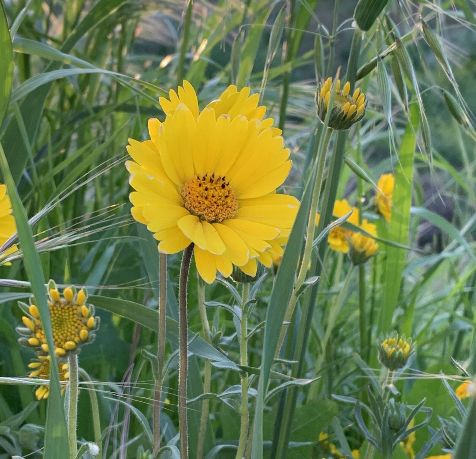Apple iPhone XS sample photo. Coreopsis, wildflowers, tickseed photography
