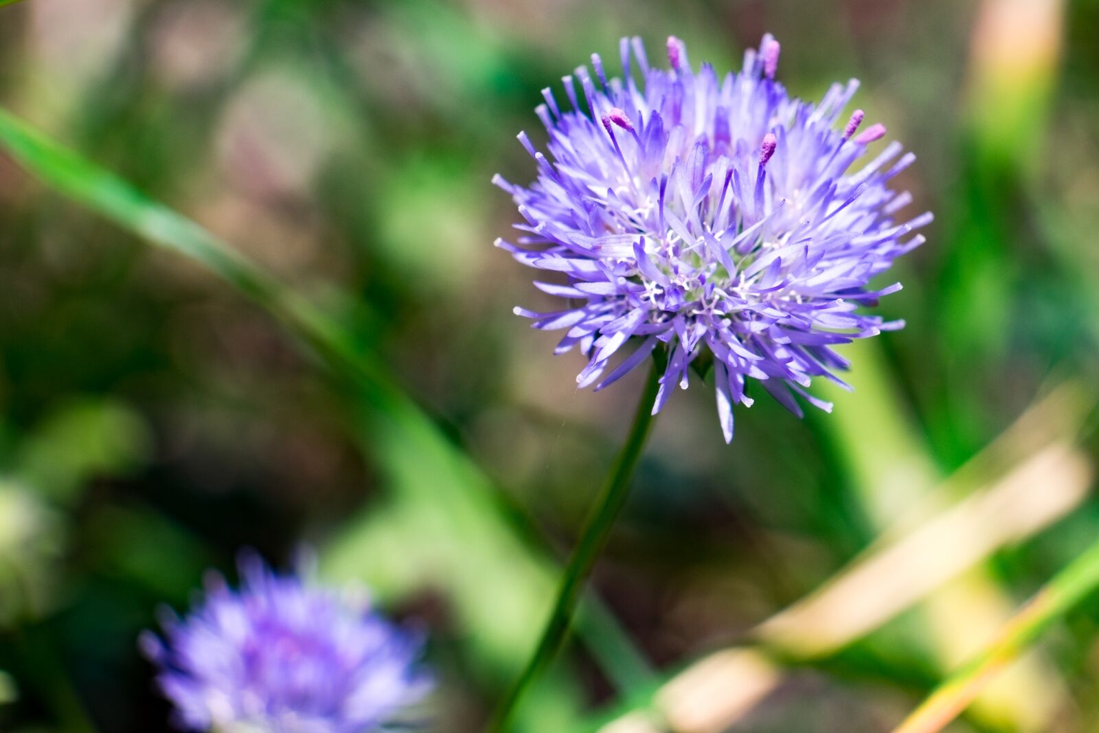 Fujifilm X-T10 sample photo. Flower, nature, summer photography