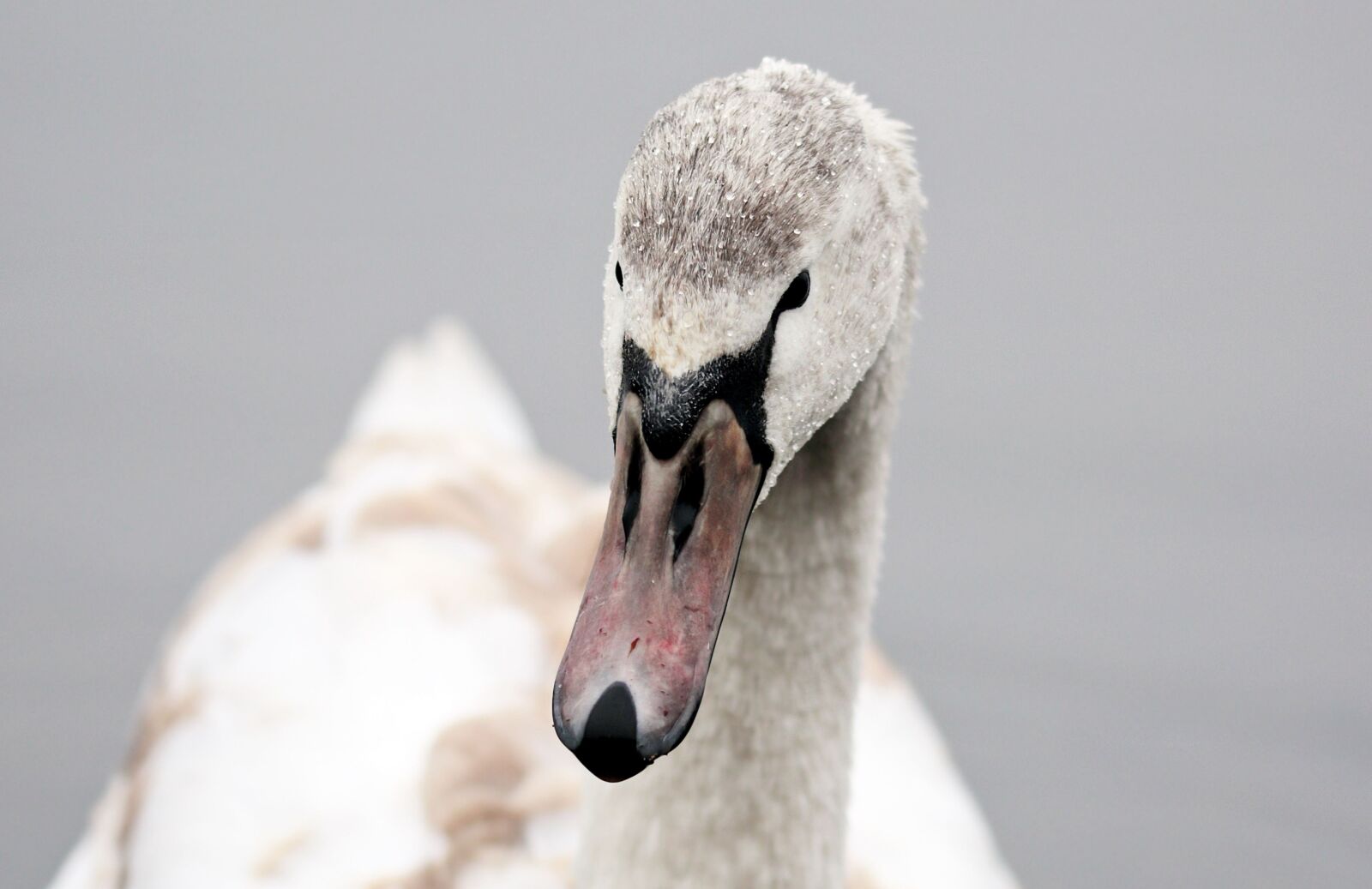 Canon EOS 80D sample photo. White swan, waterfowl, bird photography