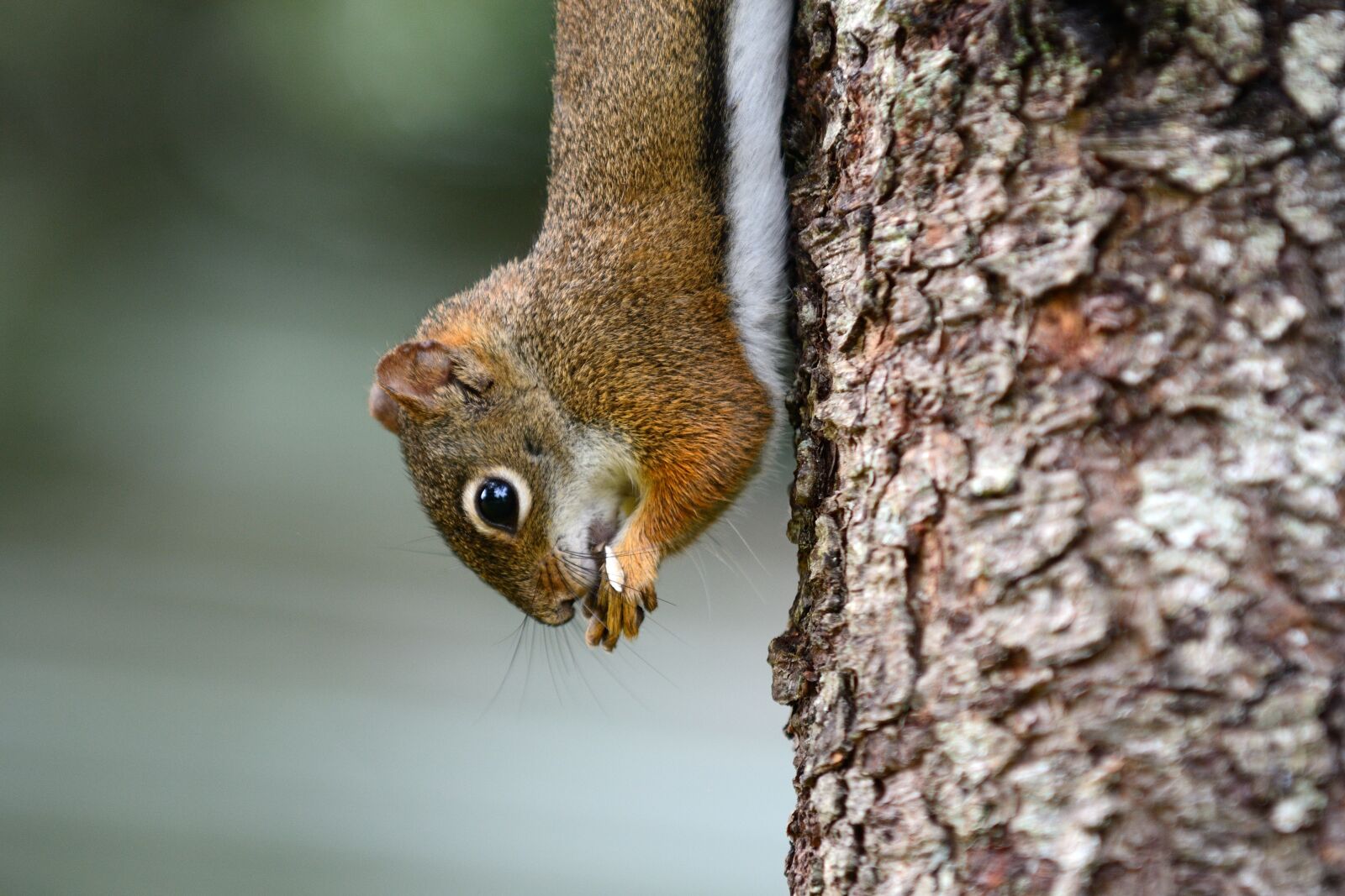 Nikon D7100 sample photo. Animals, squirrel, rodent photography