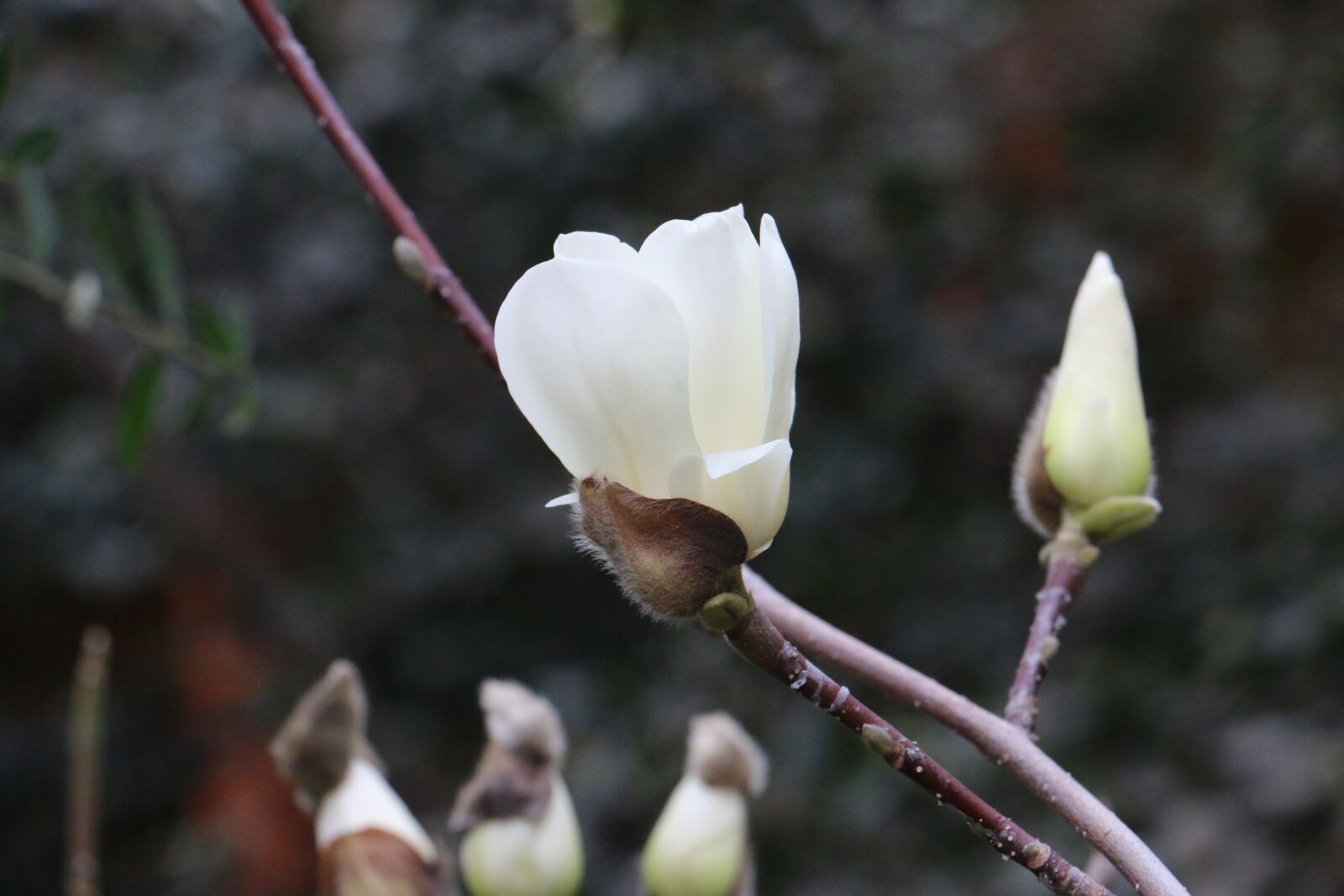 Canon EOS 70D sample photo. Flowers, white, white flower photography
