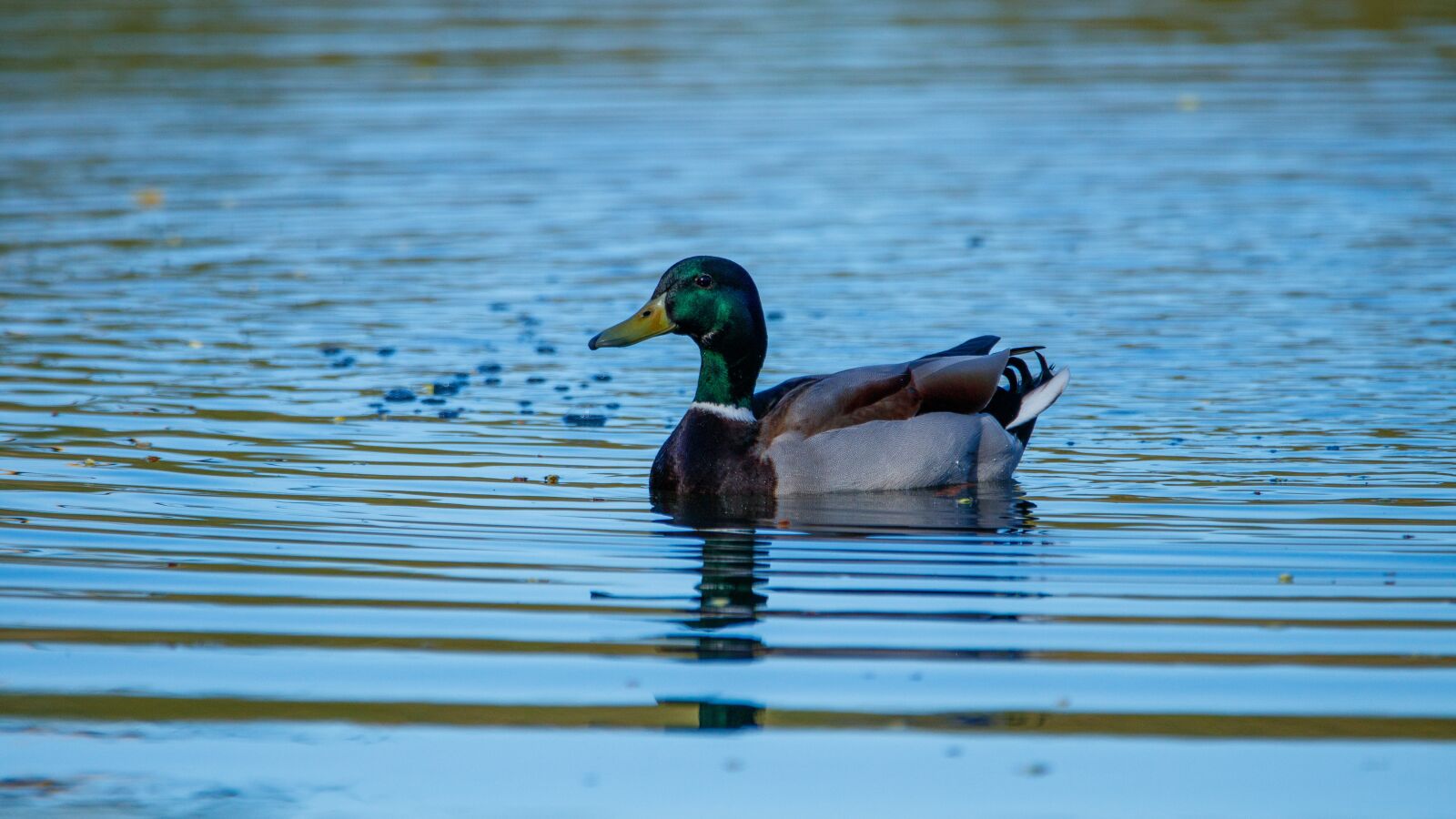 Canon EOS 80D sample photo. Mallard, lake, bird photography