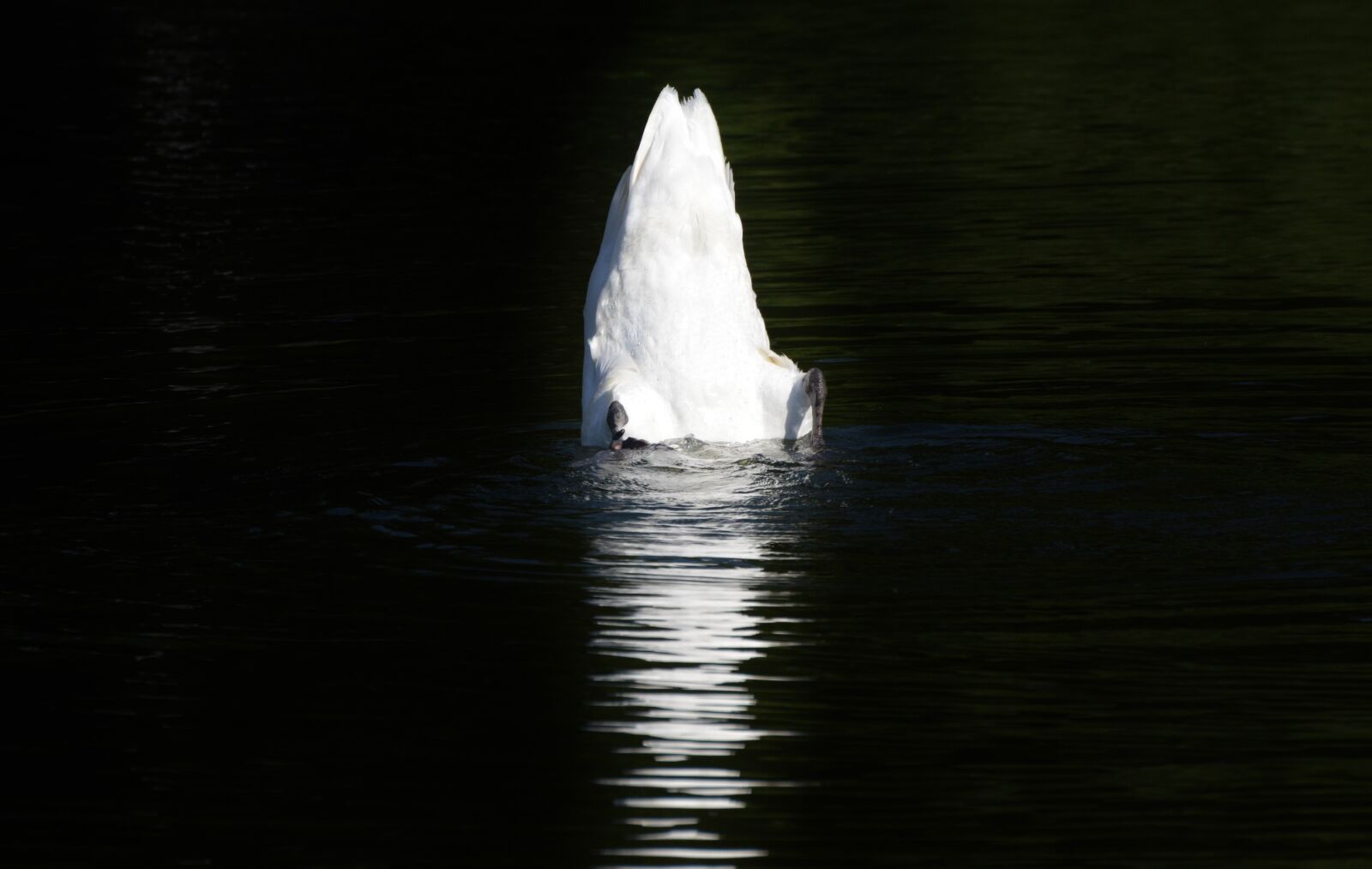 Nikon D3200 sample photo. Swan, bird, water bird photography