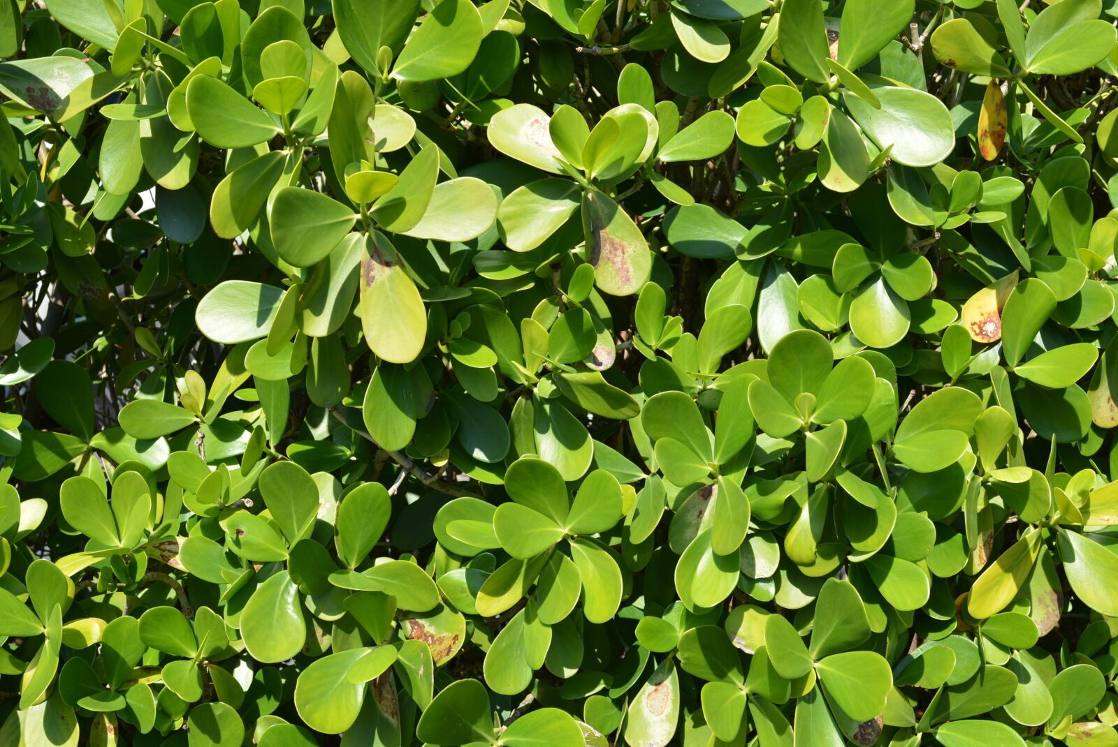 Nikon D7100 sample photo. Greenery, leaves, plant photography