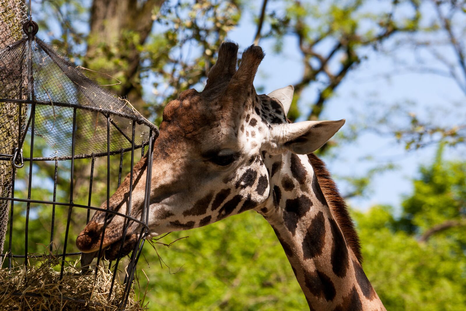 Canon EOS 50D sample photo. Giraffe, mammal, hagenbeck zoo photography