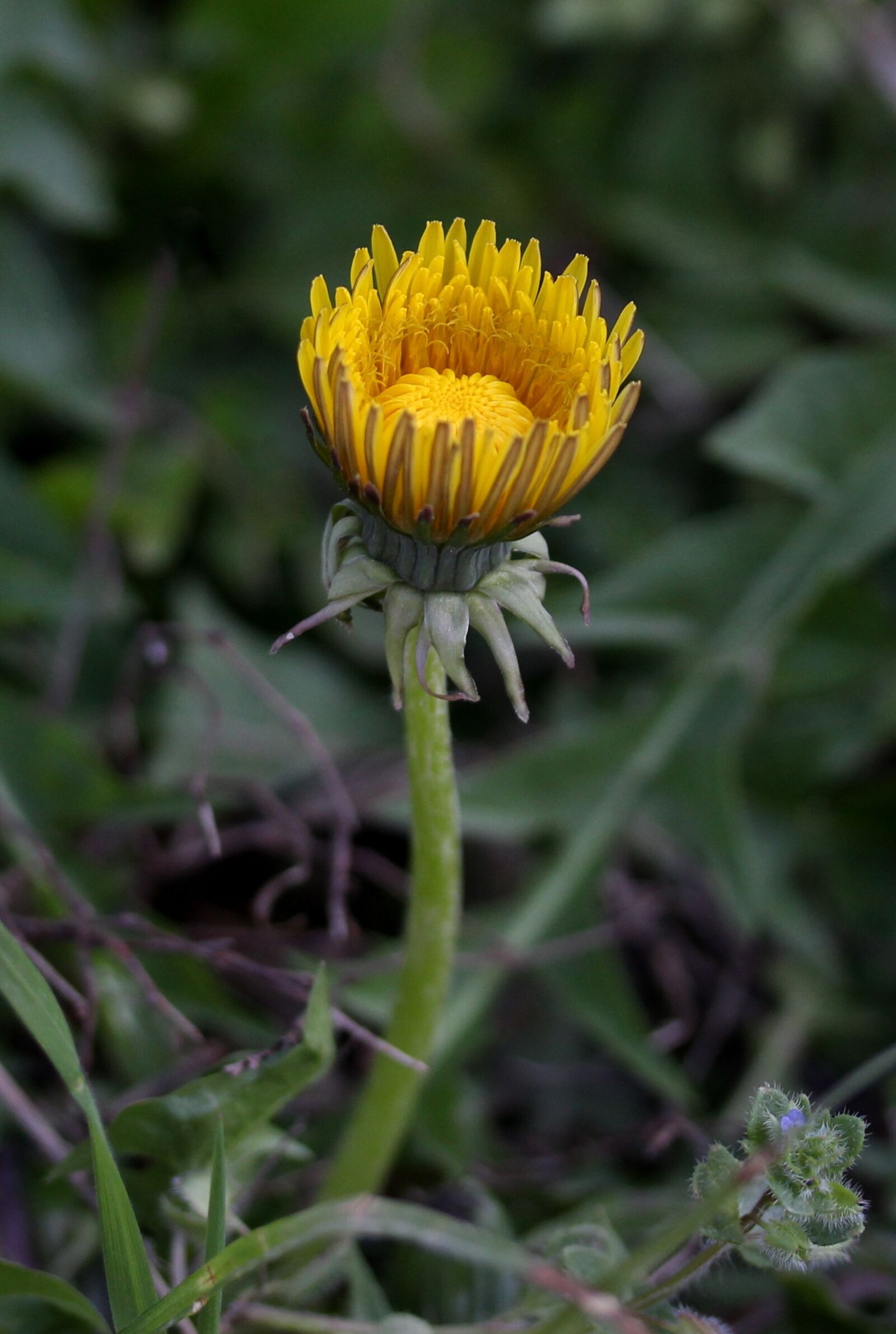 Canon EF-S 60mm F2.8 Macro USM sample photo. Dandelion, yellow, flower photography
