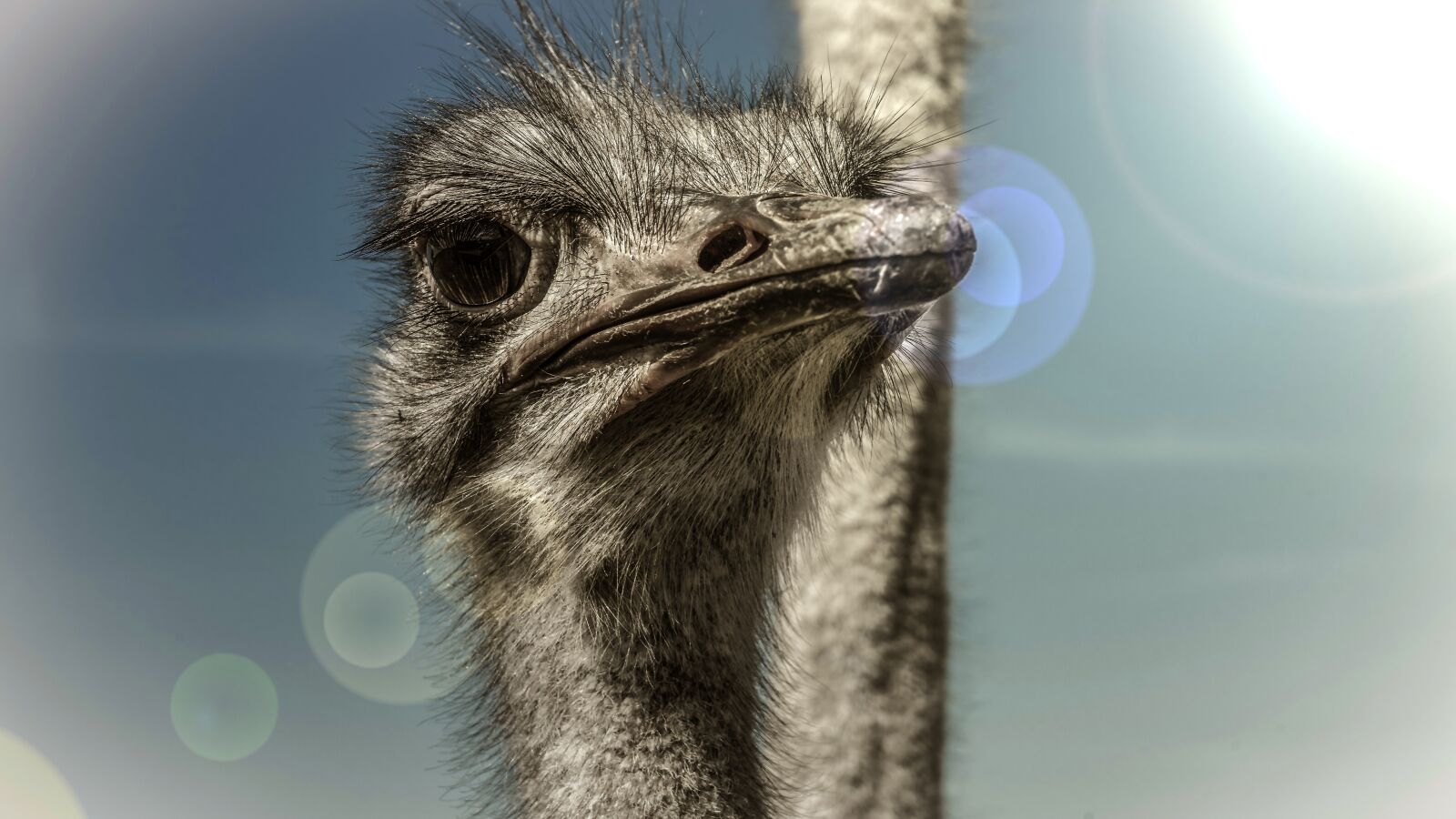 Sony a7 II + Sony FE 28-70mm F3.5-5.6 OSS sample photo. Strauss, bird, head photography