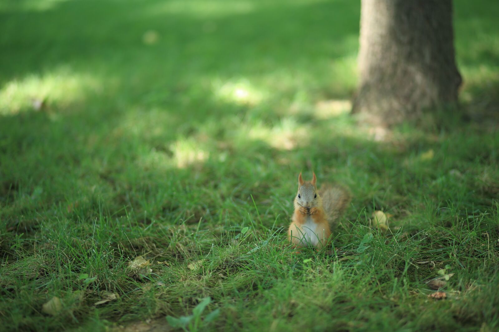 Canon EF 85mm F1.8 USM sample photo. Squirrel, squirrel on the photography