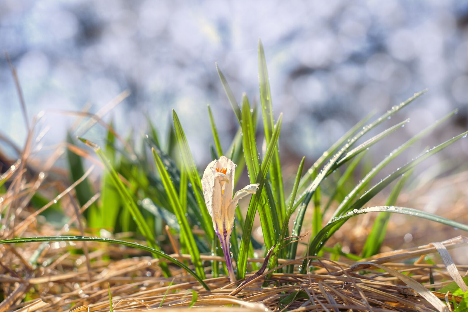 Canon EOS 5D Mark II sample photo. Nature, grass, plant photography