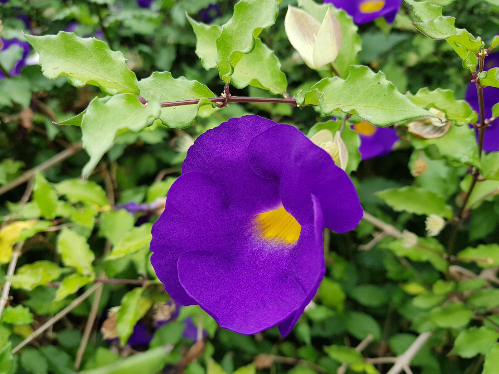 Samsung Galaxy Note Fan Edition sample photo. Flowers, flower, purple photography
