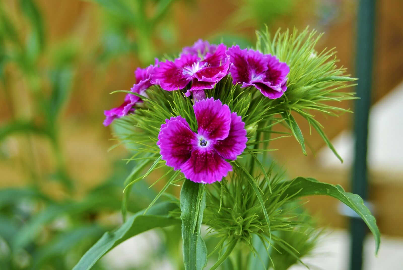 Nikon D3000 sample photo. Pink, flower, raghavendra photography