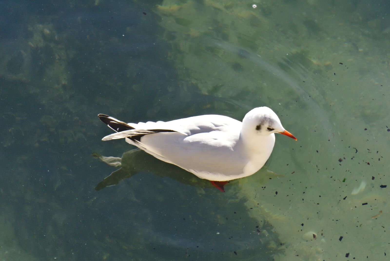 Sony E 55-210mm F4.5-6.3 OSS sample photo. Bird, nature, body of photography