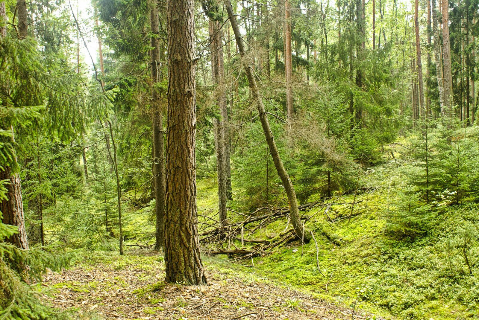 Sony Alpha DSLR-A100 sample photo. Forest, tree, nature photography