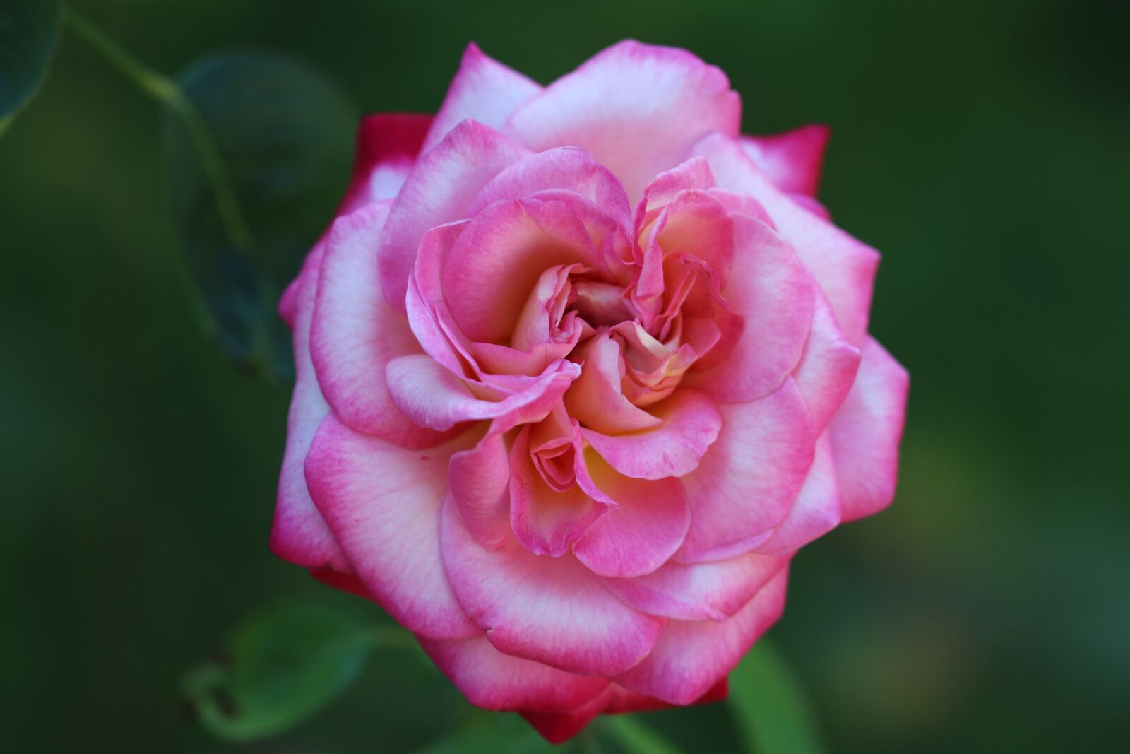 Canon EOS 70D + Canon EF 100mm F2.8 Macro USM sample photo. Rose, red rose, flower photography
