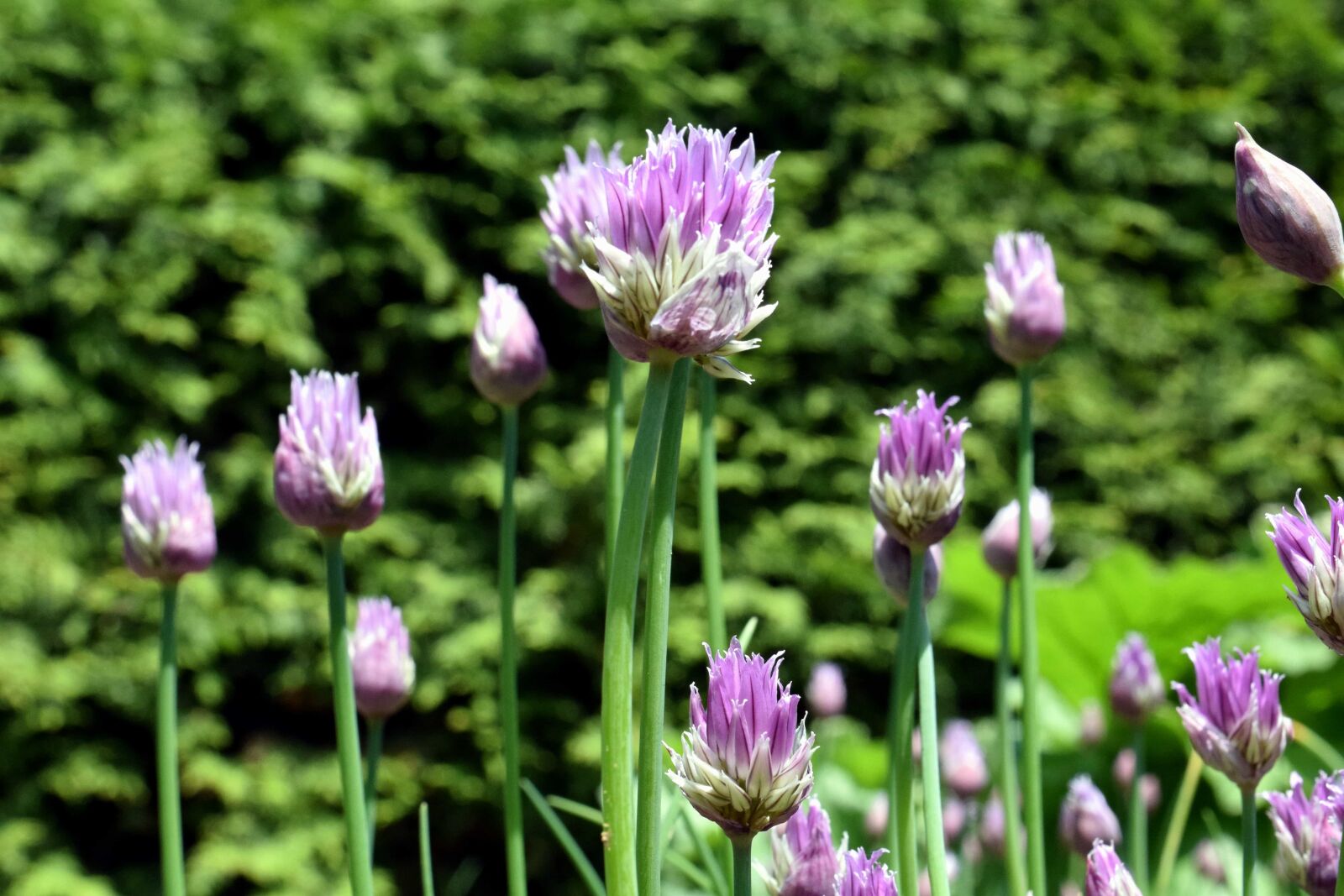 Nikon D3300 sample photo. Leaf, nature, summer, flower photography