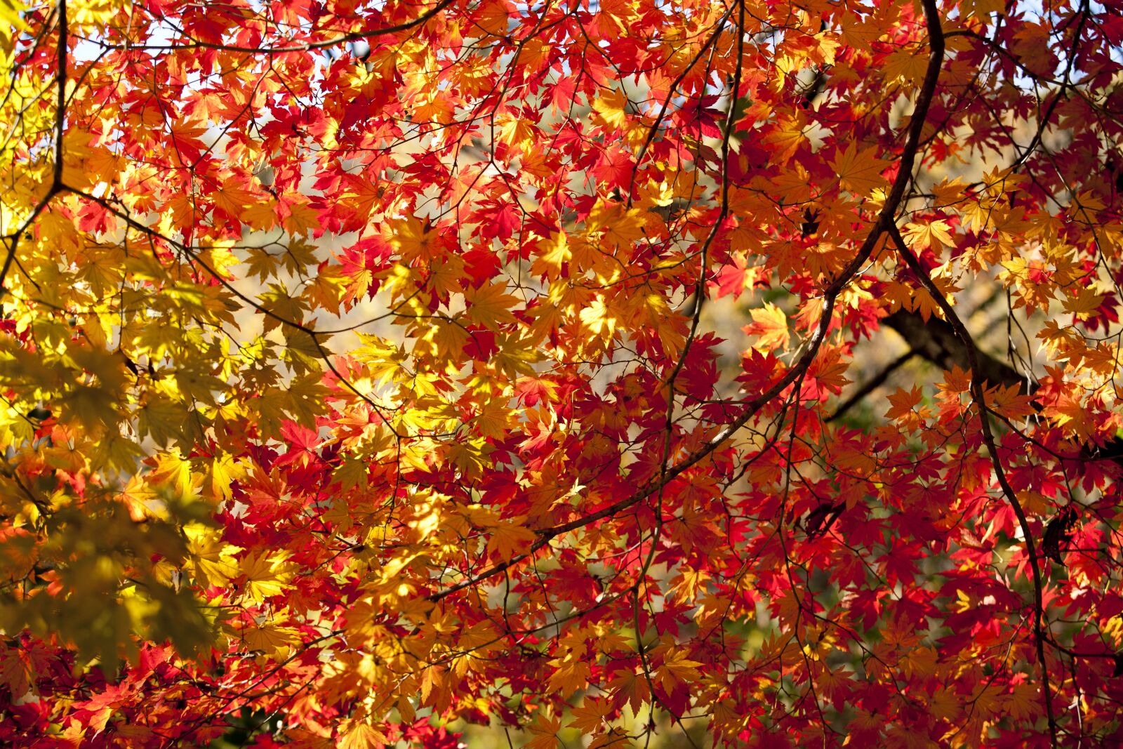Canon EOS 5D sample photo. Leaves, autumn leaves, autumn photography