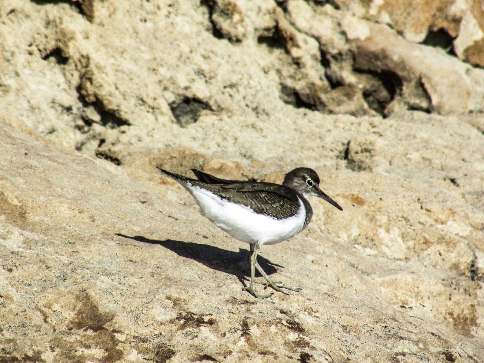 Canon PowerShot SX400 IS sample photo. Stint, seabird, migratory photography