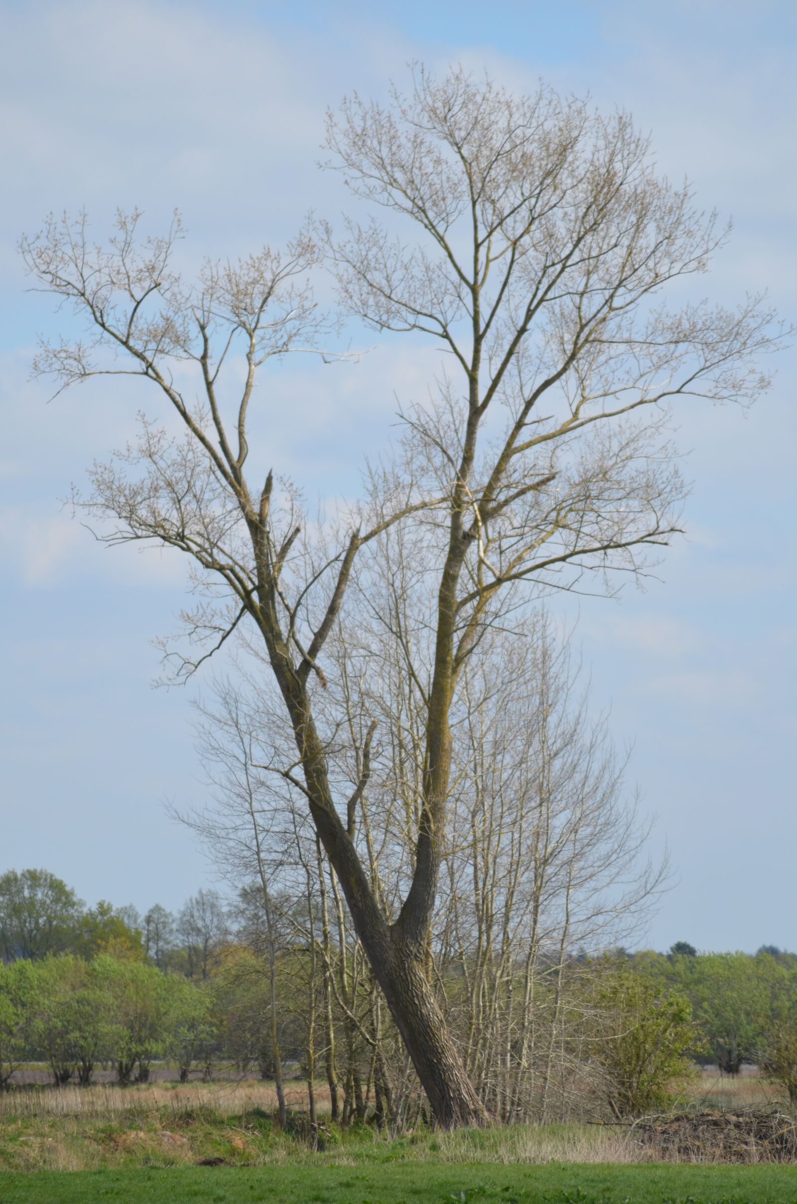 Nikon D5100 sample photo. Tree, high oerel, bremerv photography