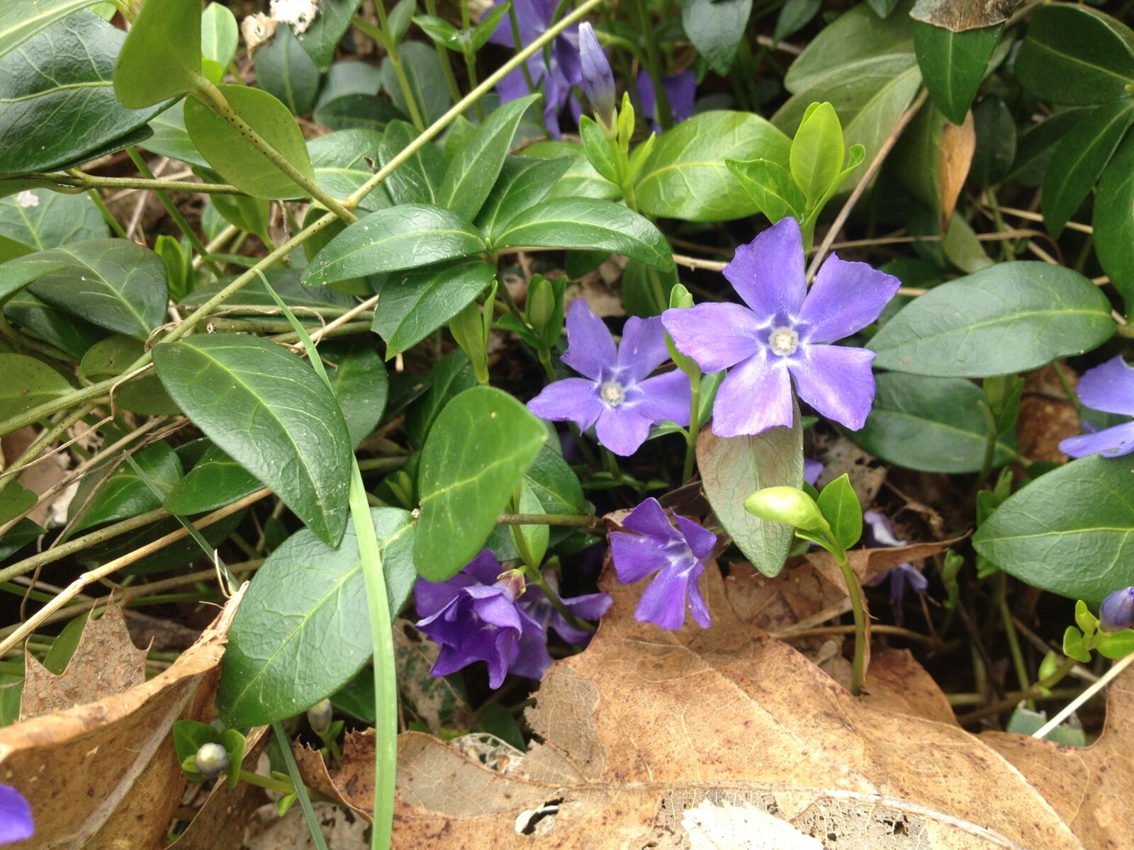 iPhone 4S back camera 4.28mm f/2.4 sample photo. Close, up, flowers, nature photography