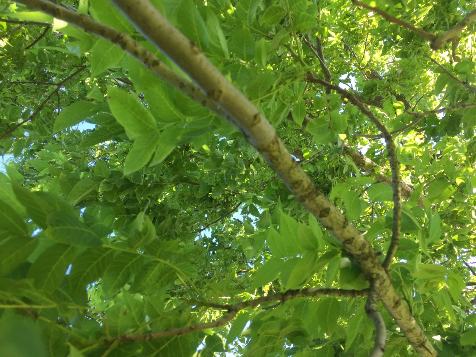 iPhone 6 back camera 4.15mm f/2.2 sample photo