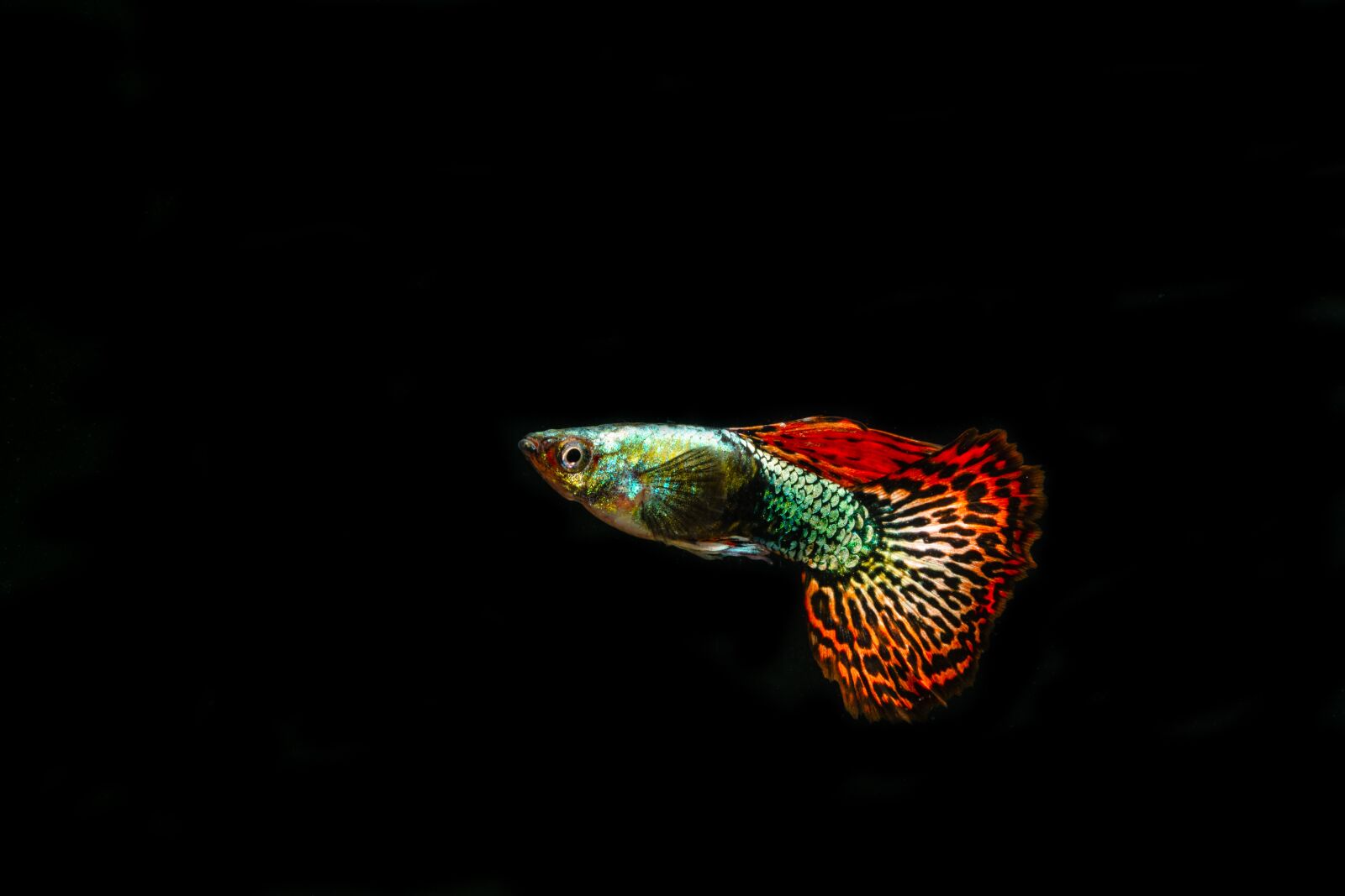 Nikon D3300 sample photo. Guppies, ornamental fish, pet photography