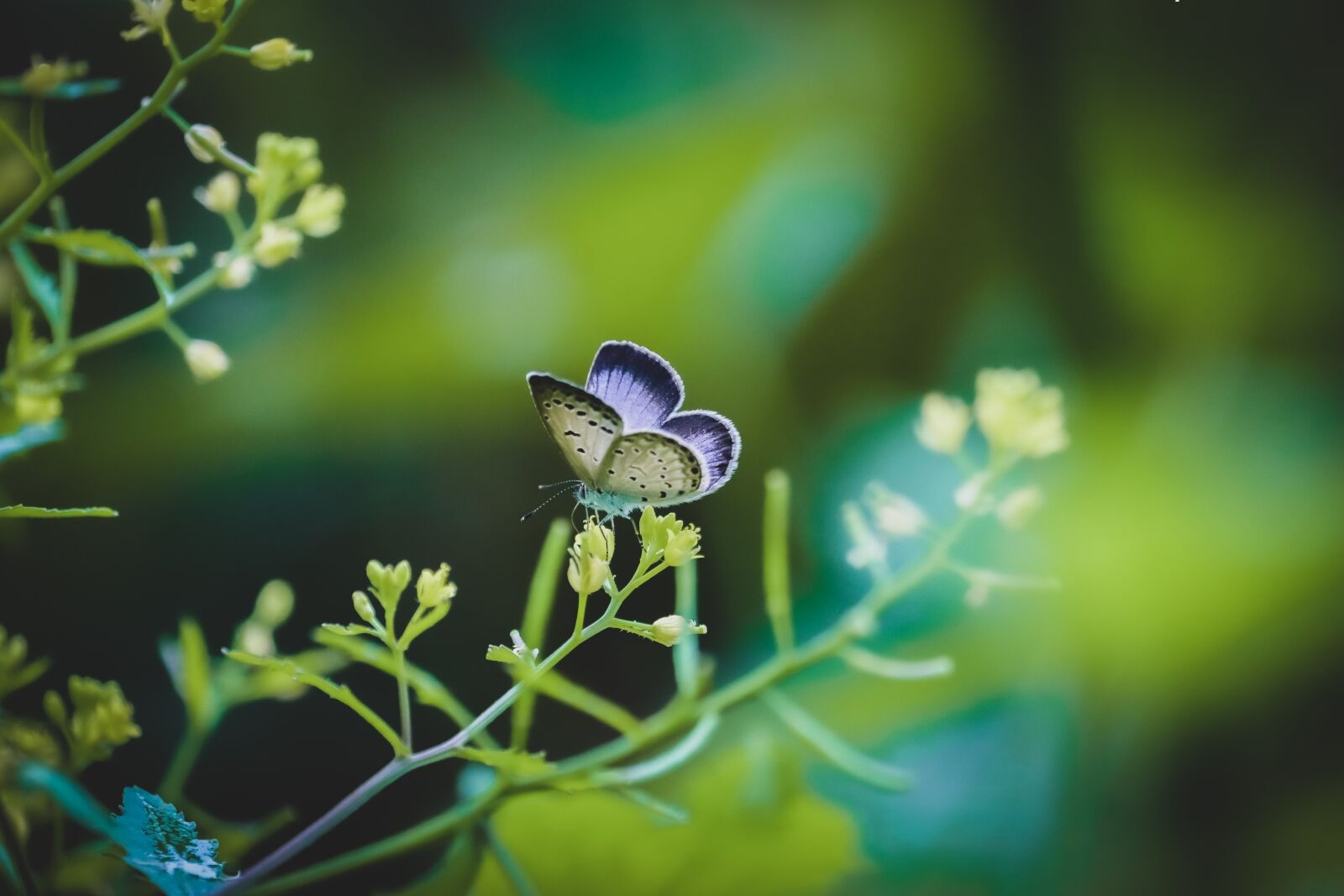 Canon EF-S 55-250mm F4-5.6 IS STM sample photo. Nature, flowers, spring photography