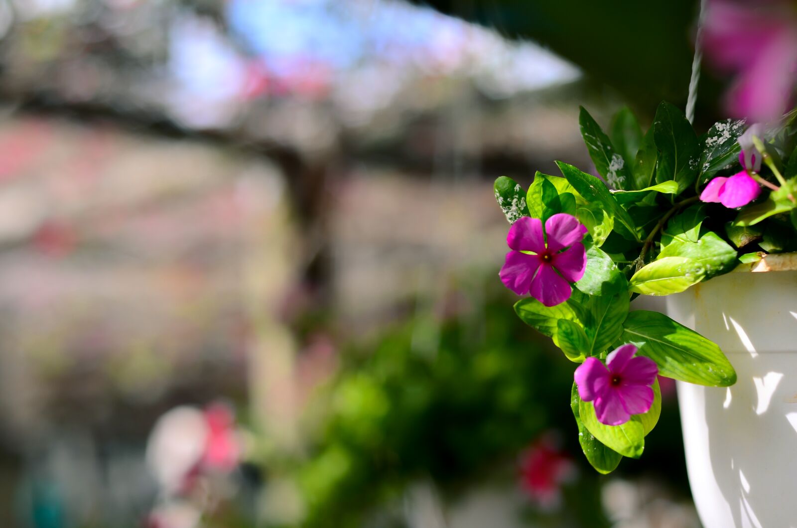 Nikon D7000 sample photo. Beautiful, flower, garden photography