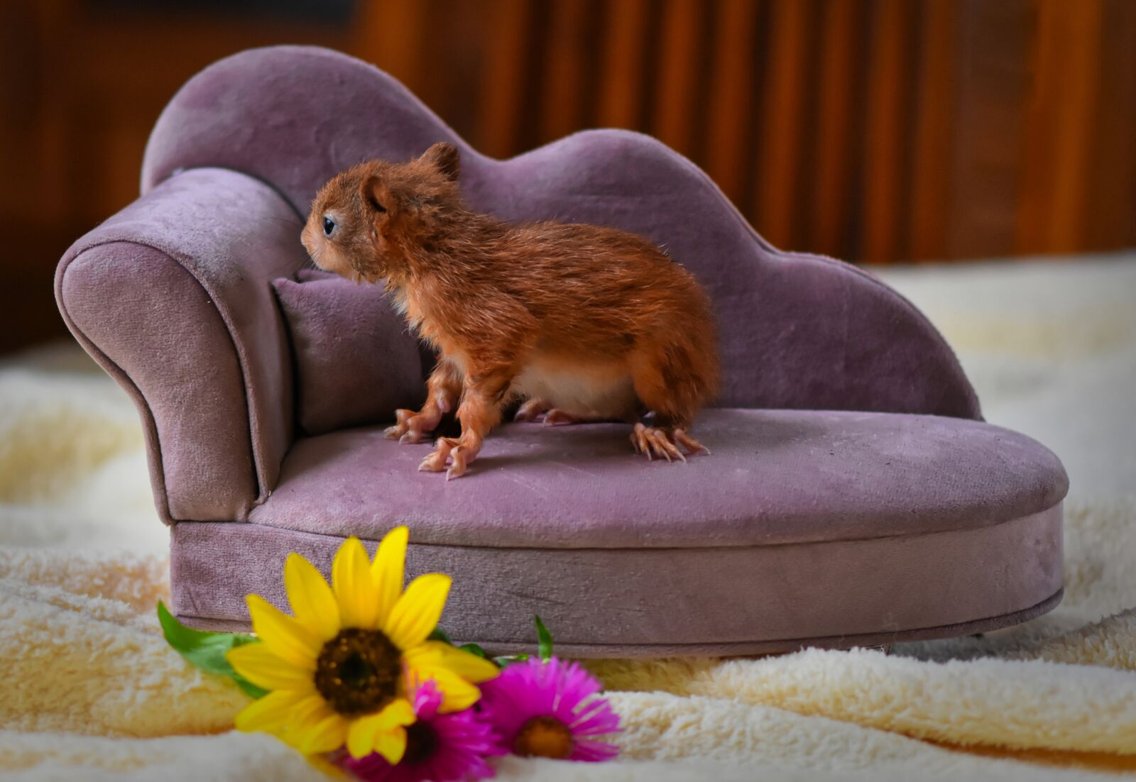 Nikon D7200 sample photo. Squirrel, baby, foundling photography