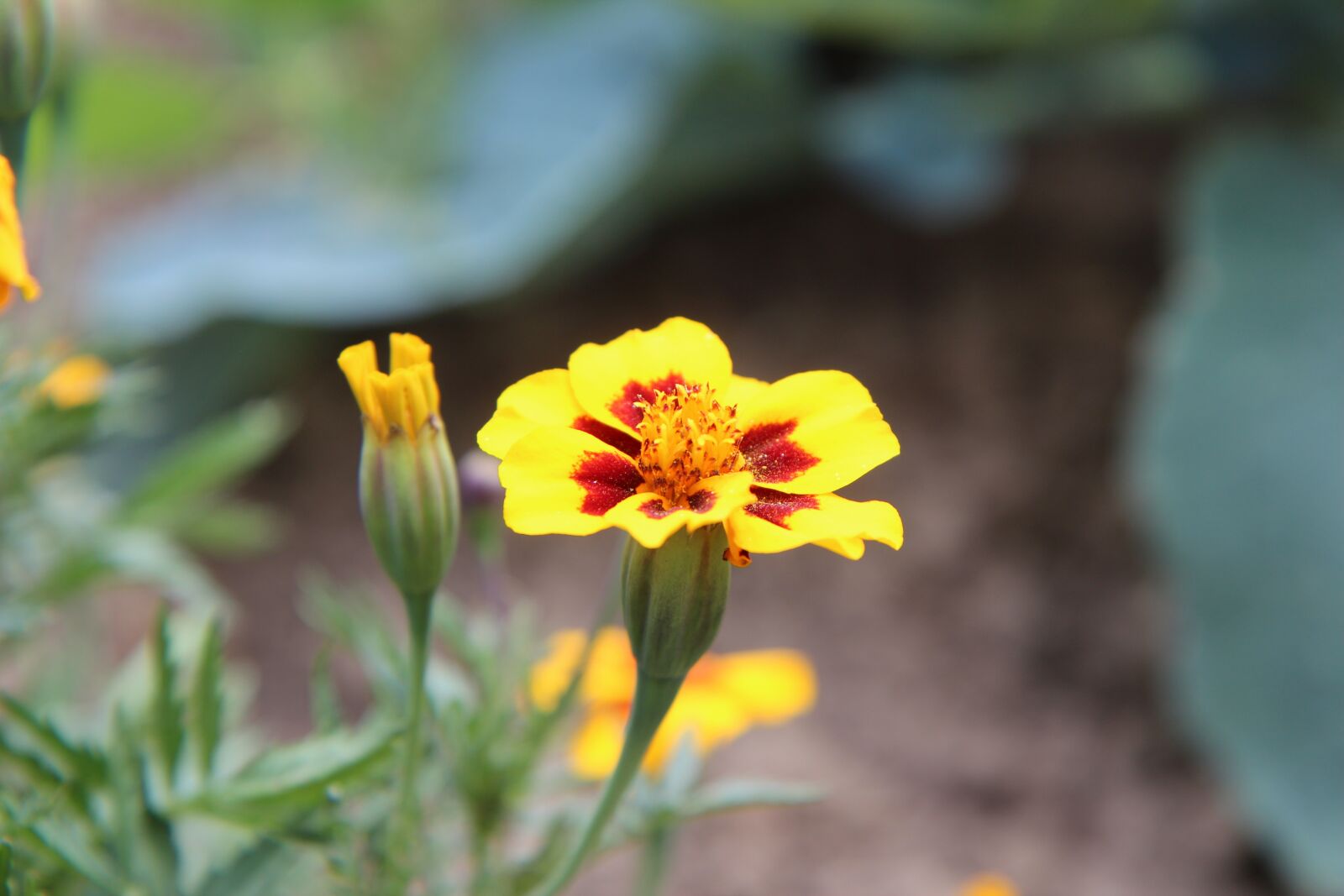 Canon EOS 600D (Rebel EOS T3i / EOS Kiss X5) sample photo. Carnation of india legionnaire photography