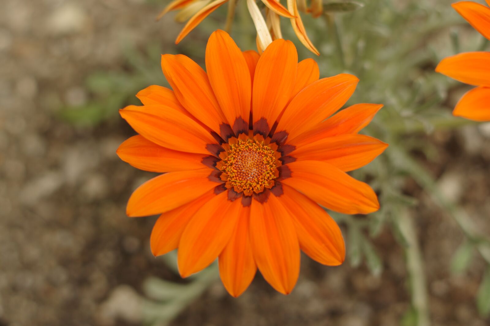 Pentax K-3 II sample photo. Flower, flora, nature photography