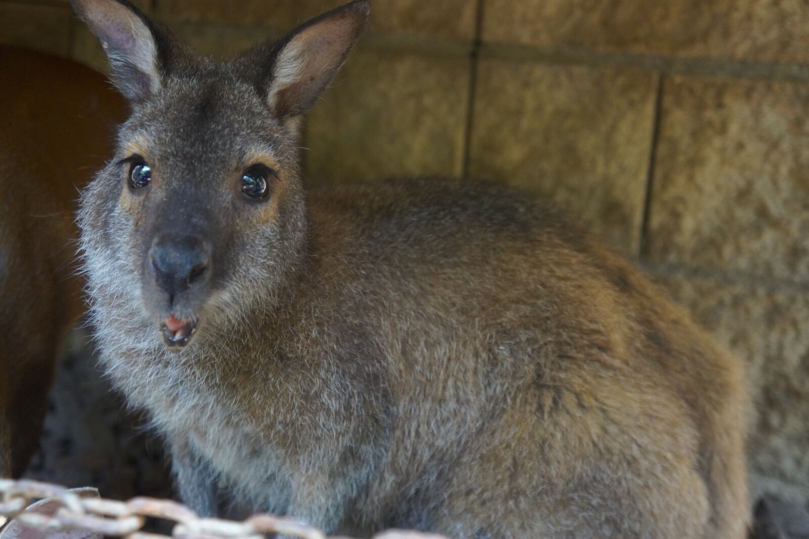 Sony Alpha a3000 + Sony E 18-55mm F3.5-5.6 OSS sample photo. Kangaroo, animal, australia photography