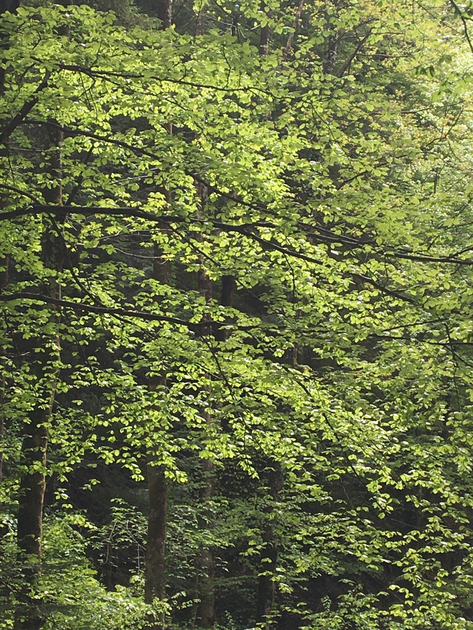 Apple iPhone 6s sample photo. Tree, green, nature photography