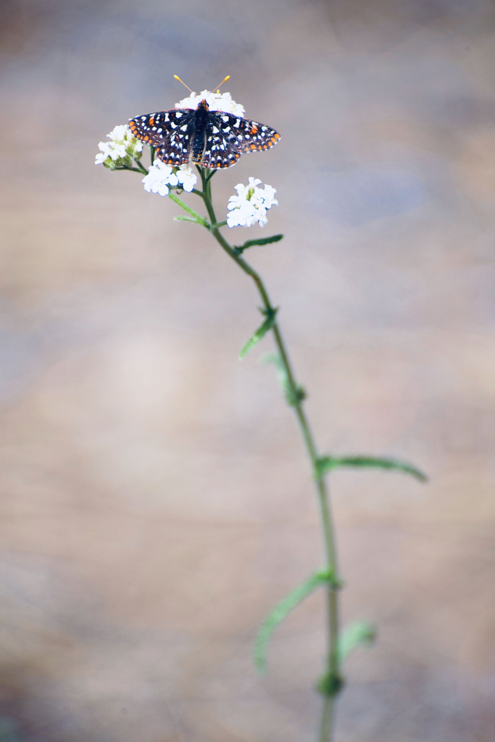 Nikon D600 sample photo. Butterfly, baltimore checkerspot, insect photography