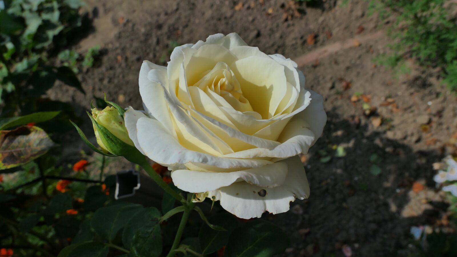 Panasonic Lumix DMC-LX10 (Lumix DMC-LX15) sample photo. Rose, white, flower photography