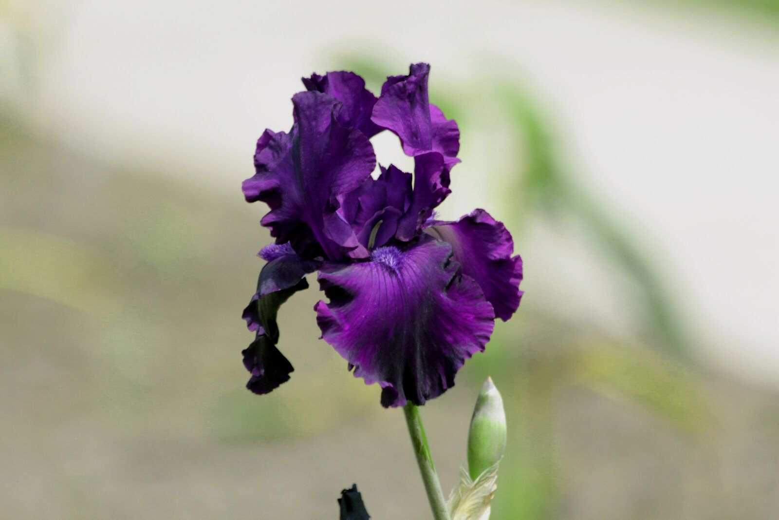 Canon EOS 650D (EOS Rebel T4i / EOS Kiss X6i) sample photo. Iris, flower, spring flower photography