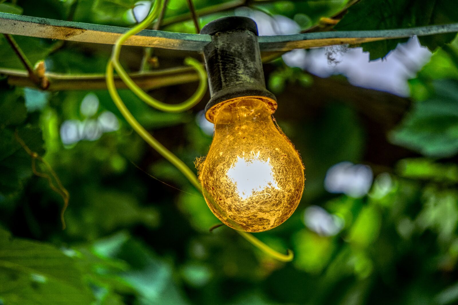 Sony E 55-210mm F4.5-6.3 OSS sample photo. Lamp, light bulb, shining photography