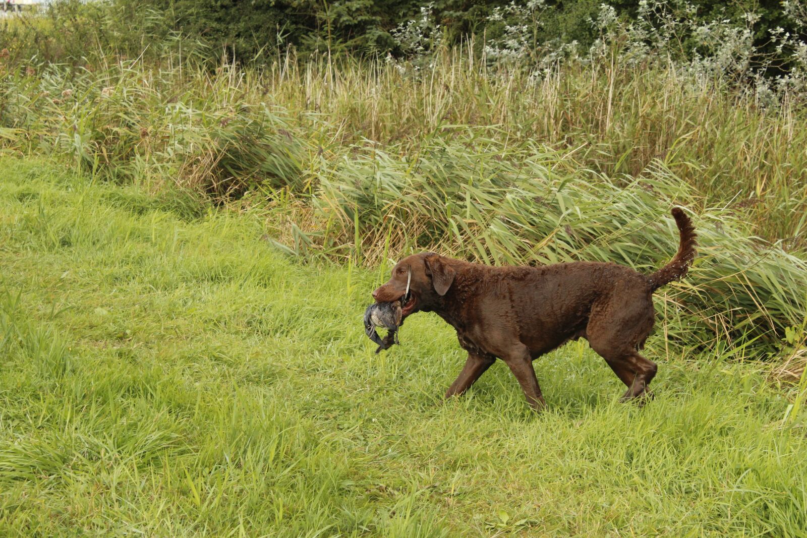 Canon EOS 1300D (EOS Rebel T6 / EOS Kiss X80) sample photo. Chesapeake, bay, retriever photography