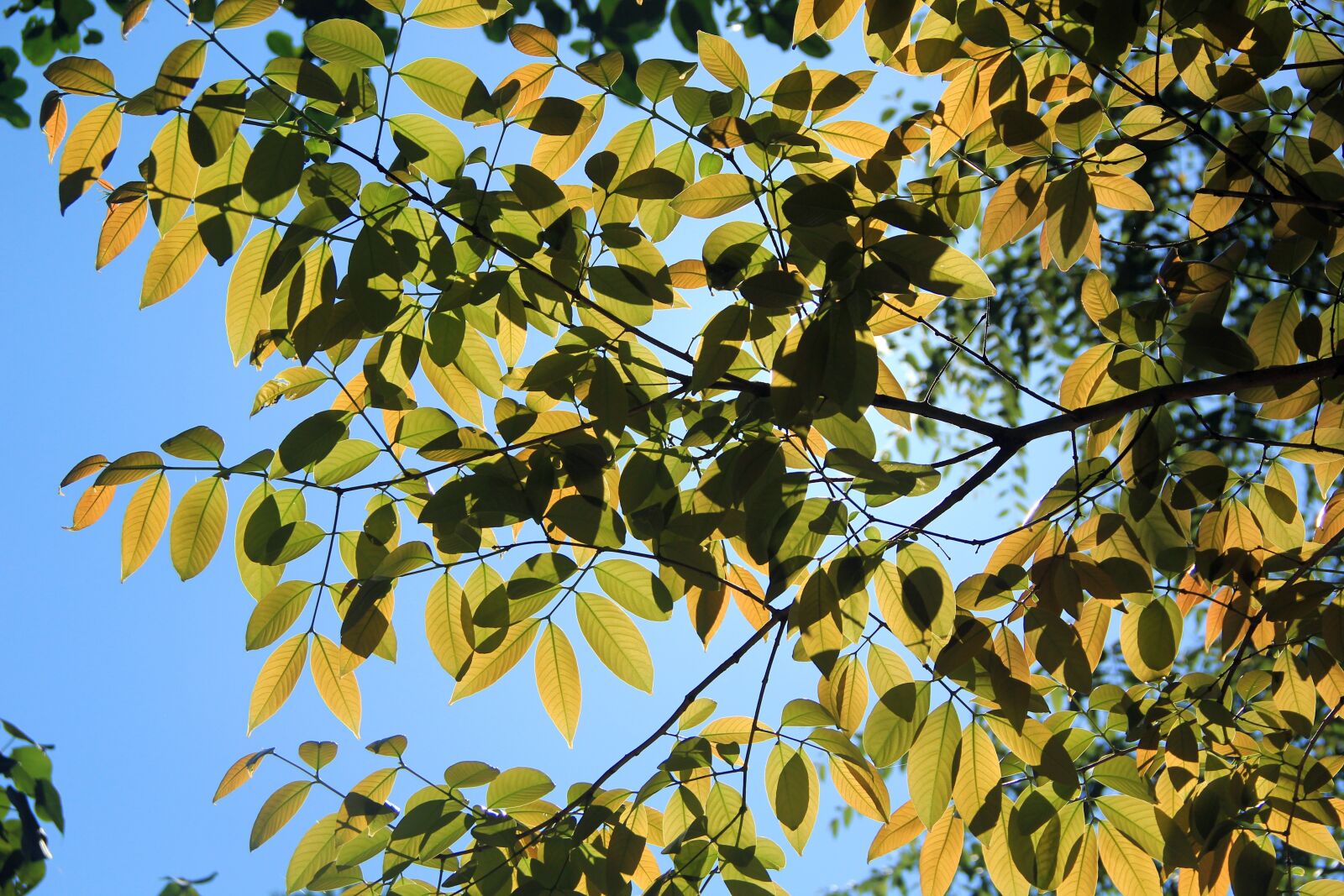 Canon EOS 60D sample photo. Tree, sun light, nature photography