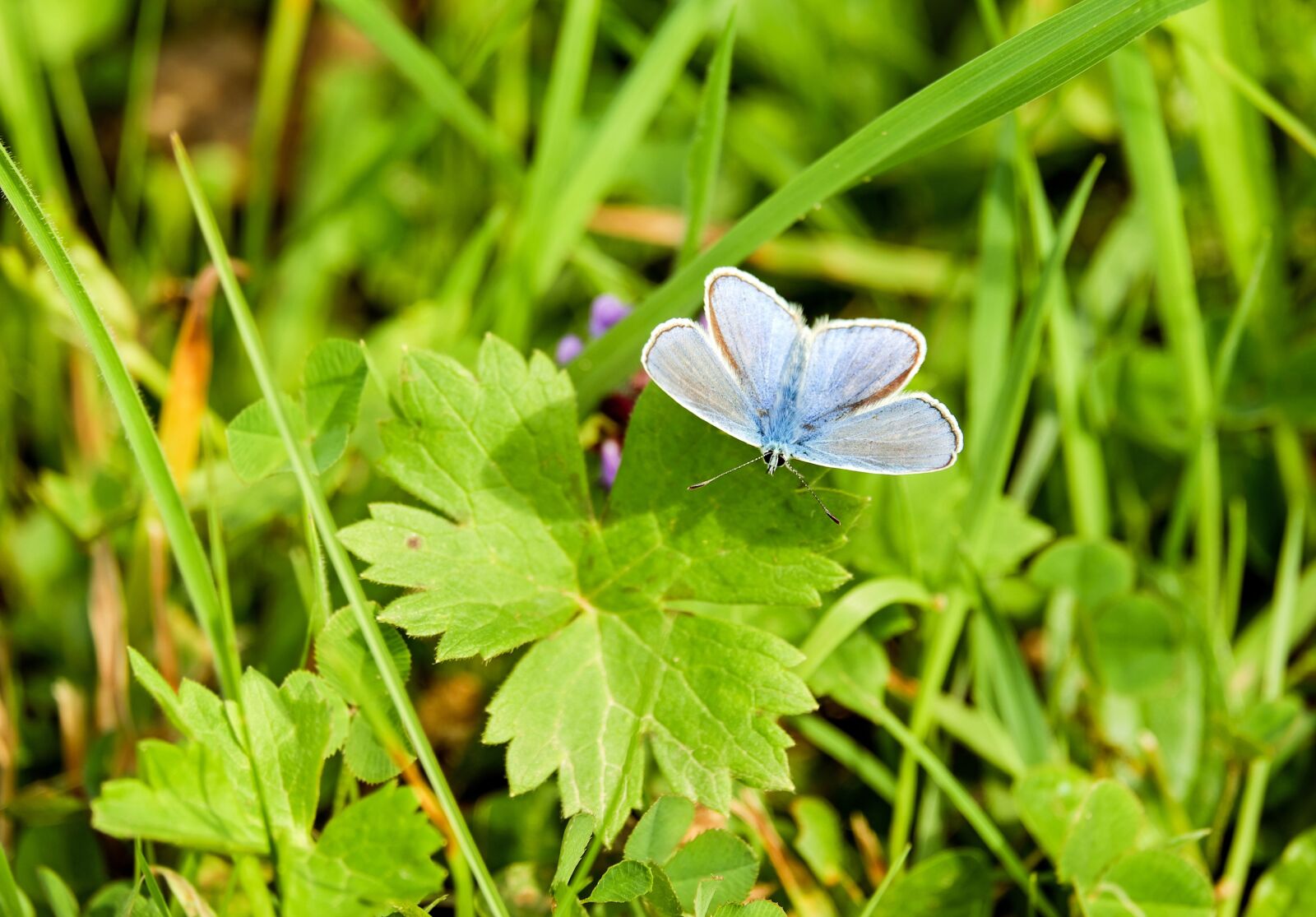 Fujifilm XF 55-200mm F3.5-4.8 R LM OIS sample photo. Butterfly, common blue, common photography