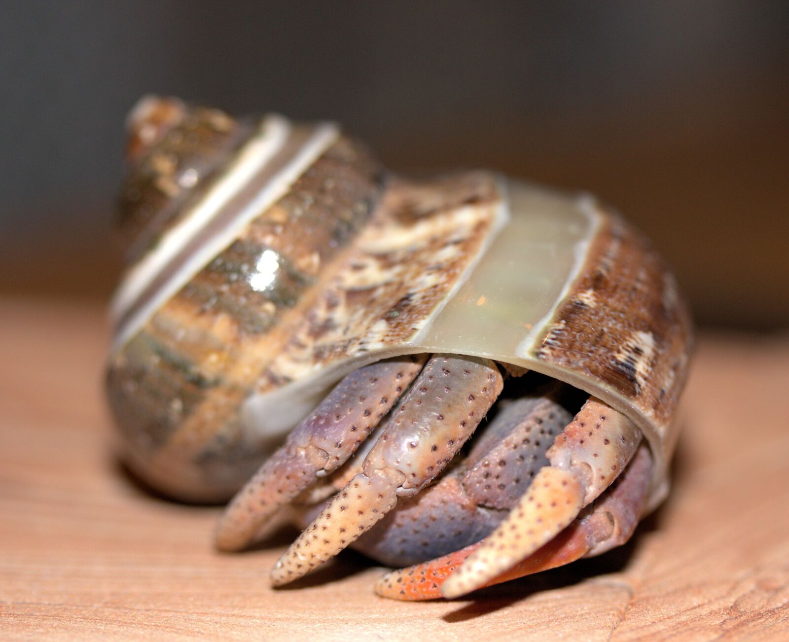 Canon EOS 550D (EOS Rebel T2i / EOS Kiss X4) sample photo. Crab, hermit crab, crustacean photography