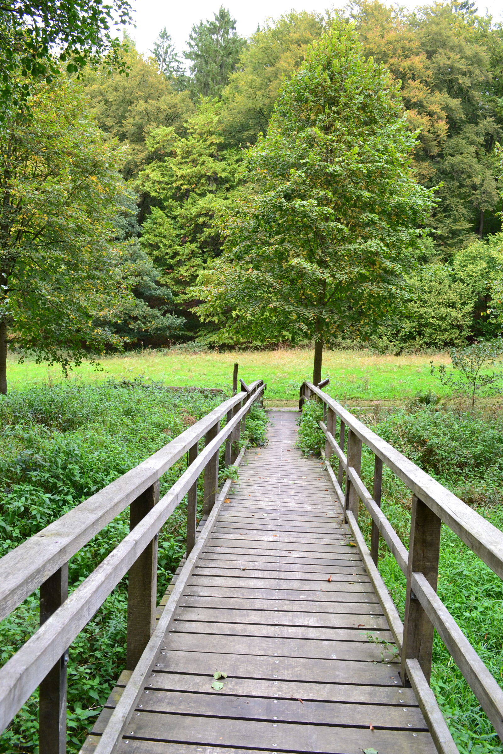 Nikon D3100 sample photo. Autumn, biotope, bridge, forest photography