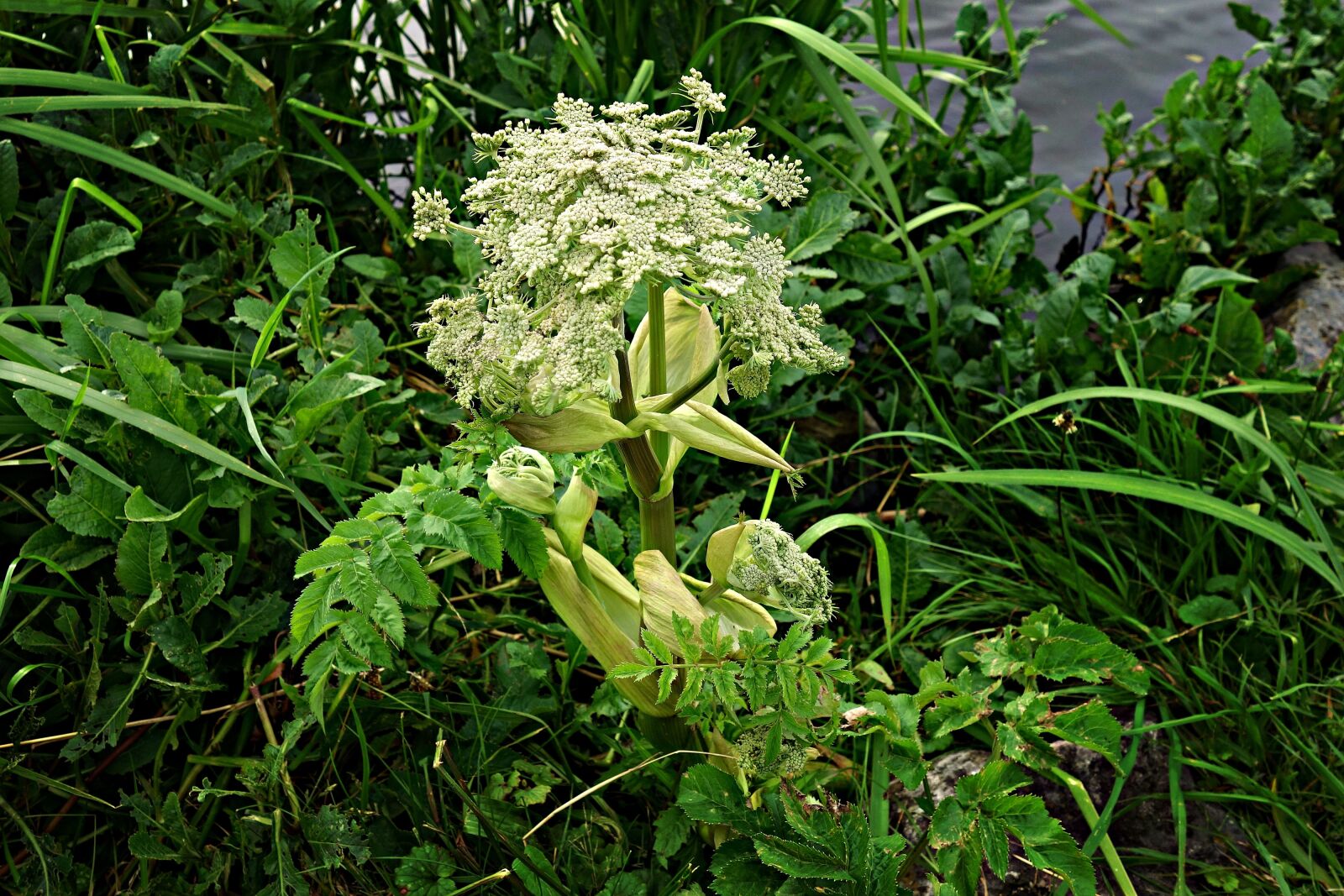 Sony Cyber-shot DSC-RX100 sample photo. Hogweed, giant hogweed, plant photography