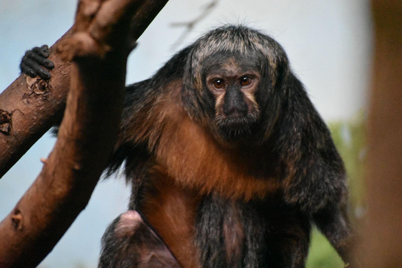 Nikon D3400 sample photo. Monkey, zoo, brown photography