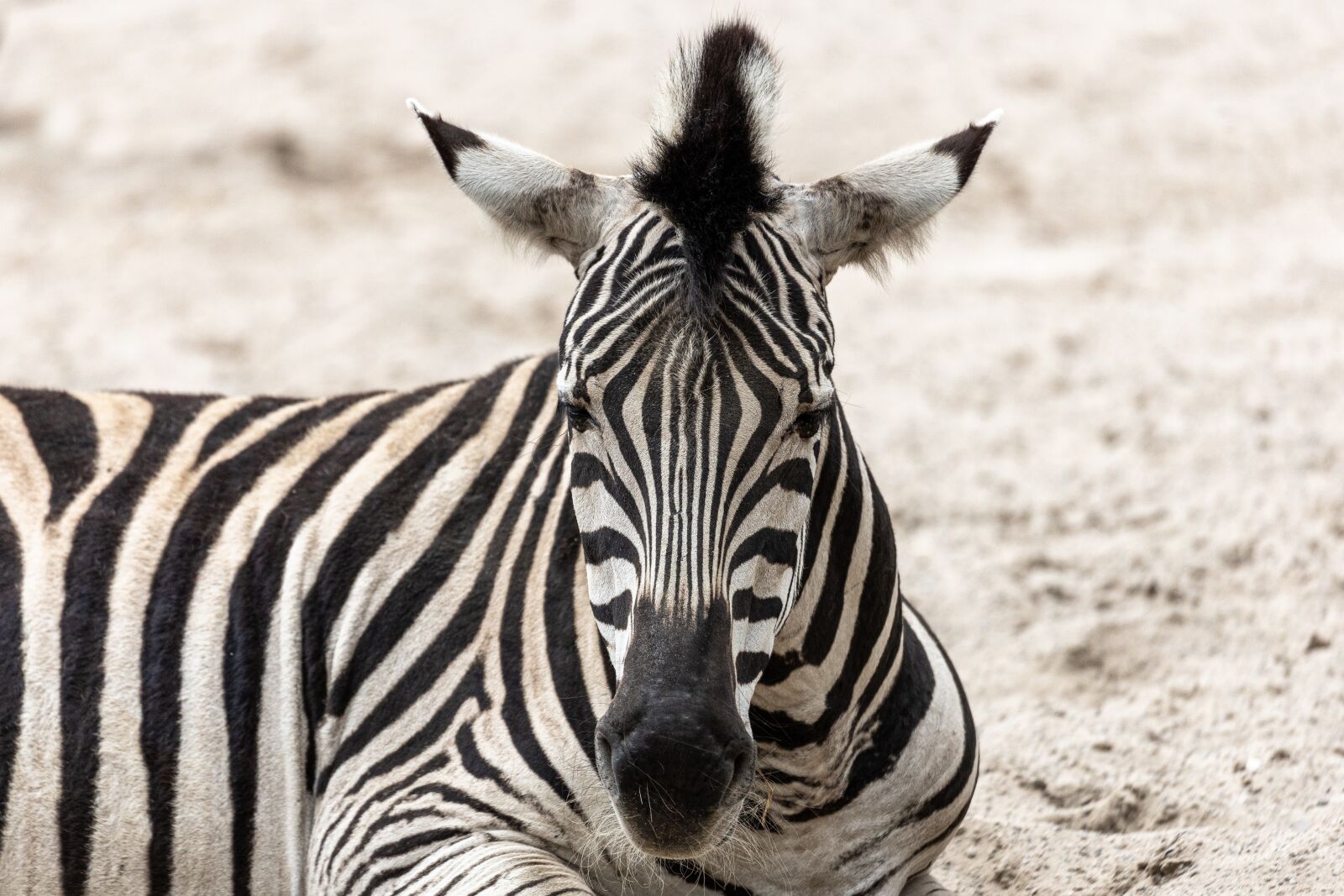 Canon EOS RP sample photo. Zebra, zoo, africa photography