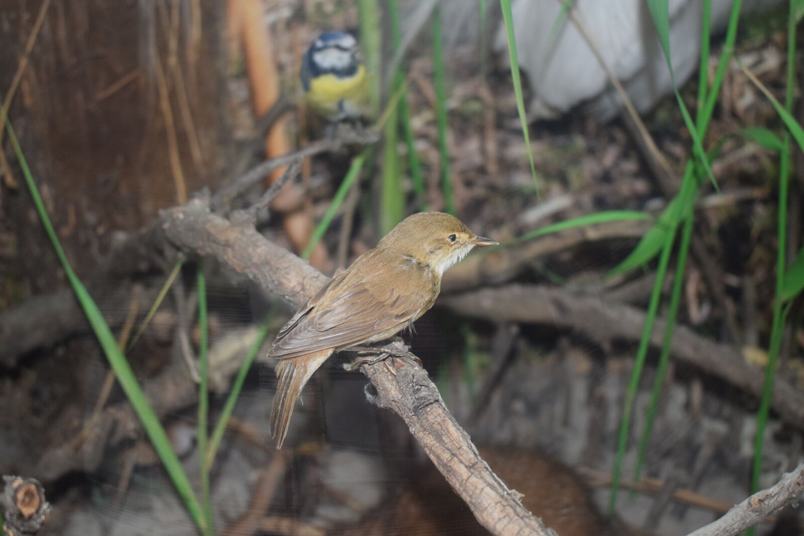 Nikon D5300 sample photo. Nature, hortob gy animal photography