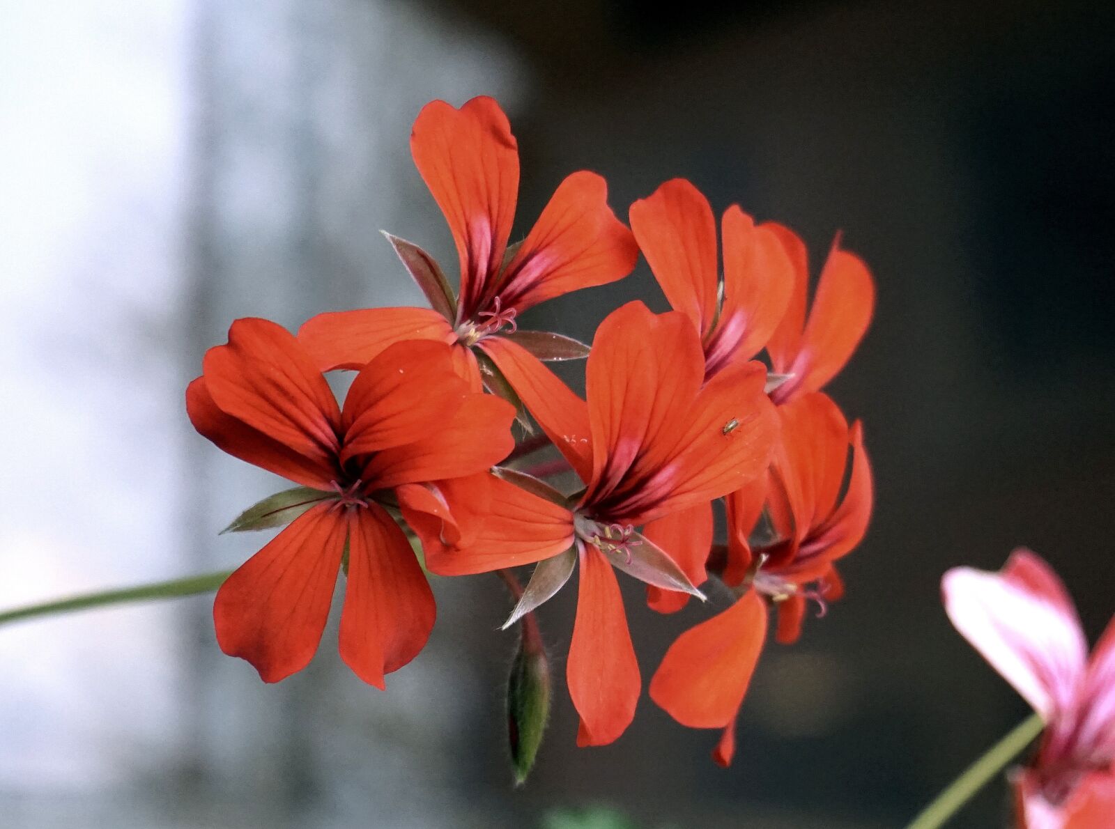 Sony a6000 sample photo. Flowers, red, nature photography