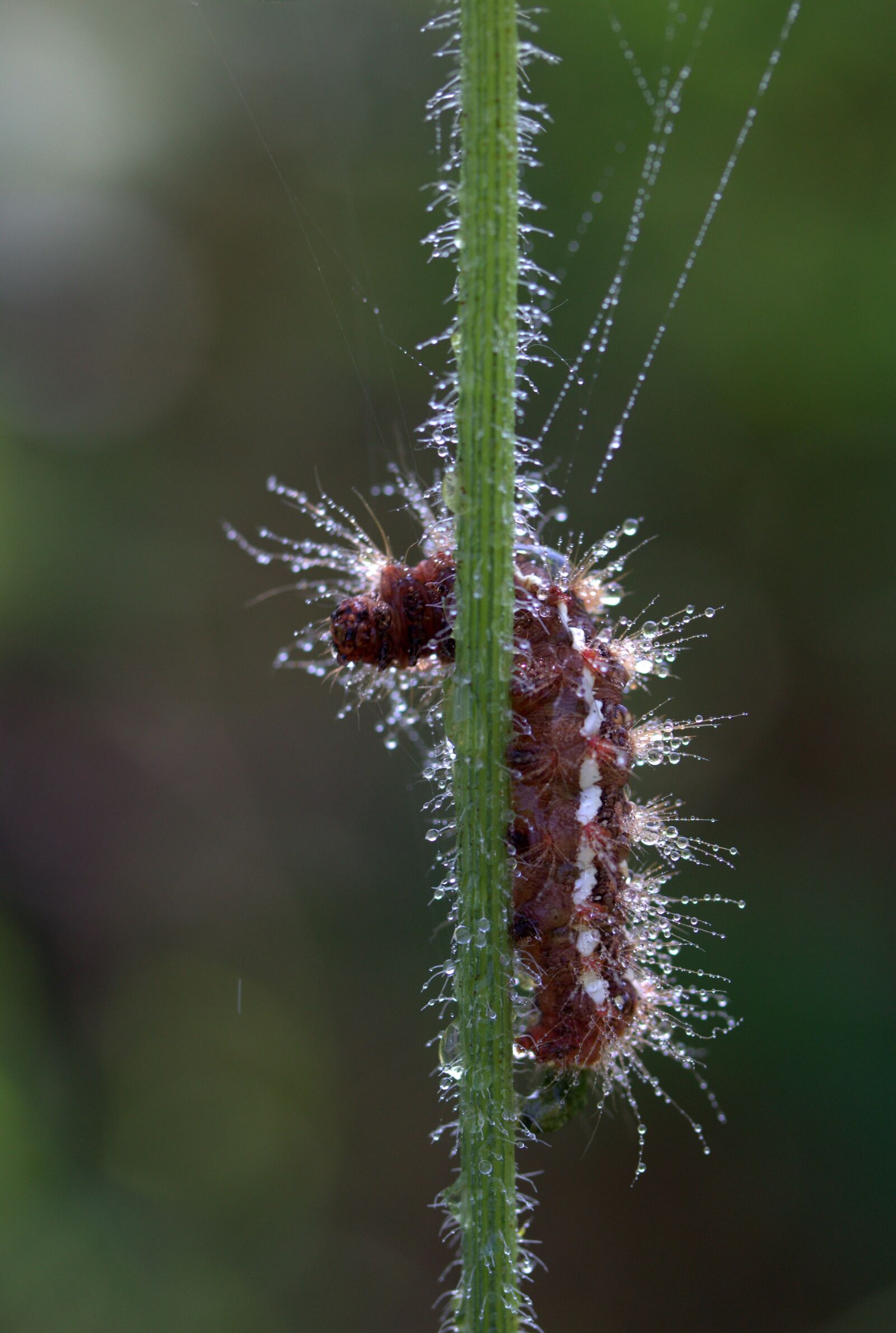 Canon EF-S 60mm F2.8 Macro USM sample photo. Caterpillar, the larva, wet photography