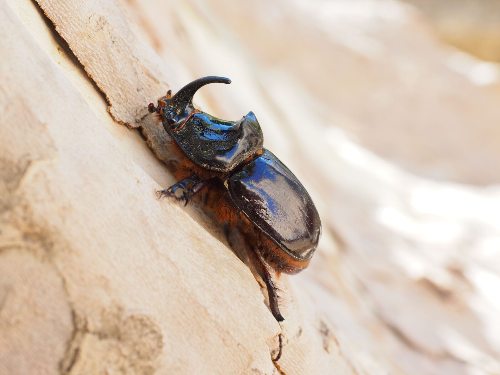 Olympus OM-D E-M1 + Olympus M.Zuiko Digital ED 12-40mm F2.8 Pro sample photo. Rhinoceros beetle, beetle, horn photography