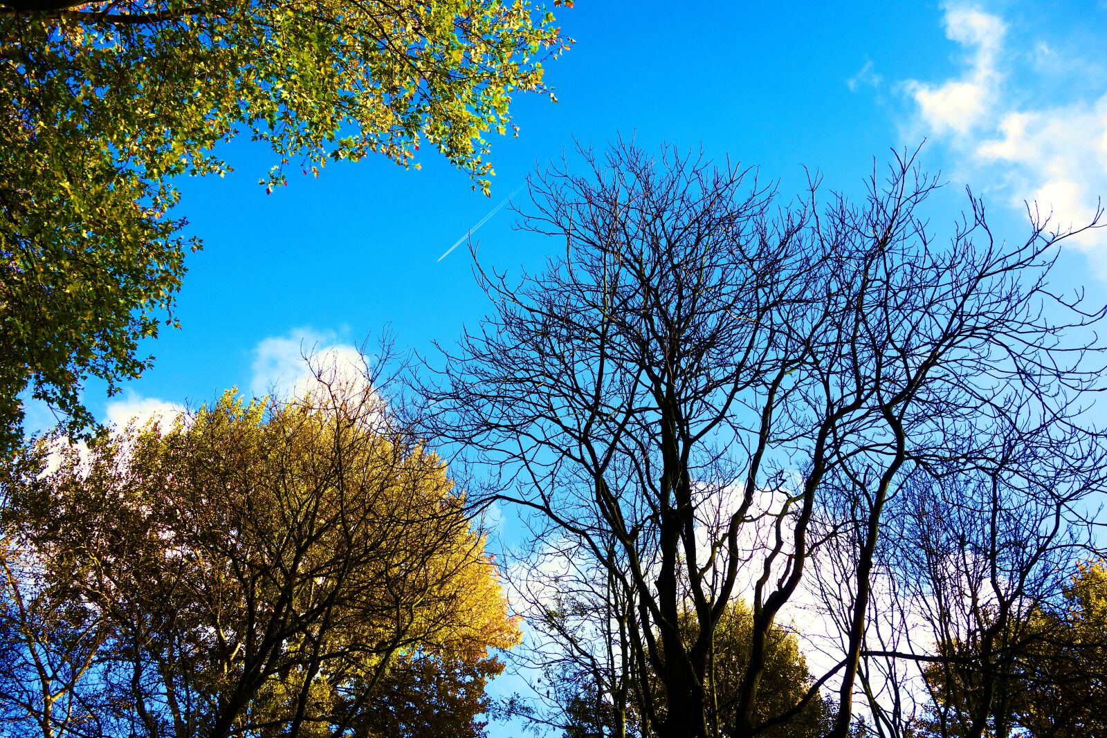 Sony Cyber-shot DSC-RX100 sample photo. Tree tops, trees, branches photography